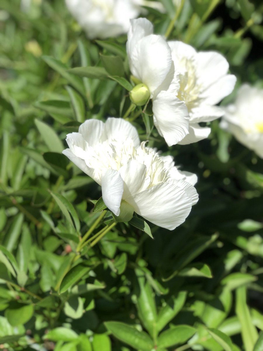 verosegarraf's tweet image. “Concentrate the mind on the present moment” #beMindful