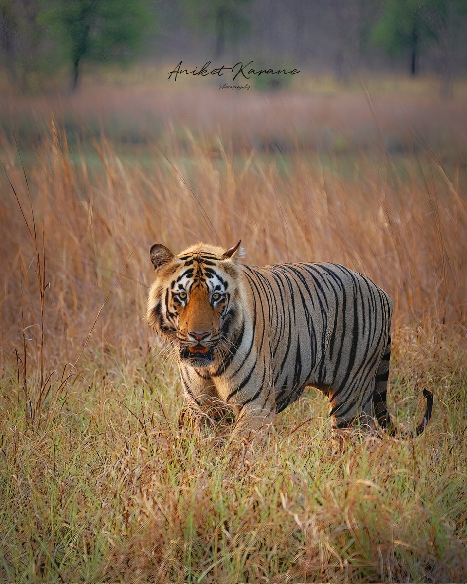 @VisualsbySauter Male Tiger Staring into my lens clicked last week.
Clicked at Tadoba Tiger Reserve, Maharashtra, India.