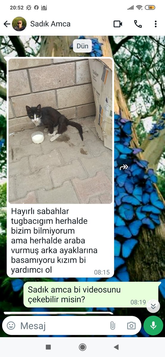 İlçede tanıyanlar, kedi köpekle uğraştığımı bilenler böyle haber veriyor. Ben ilgilenemem de diyemiyorum. Çünkü ben ilgilenmezsem başka kimse ilgilenmeyecektir. 😔