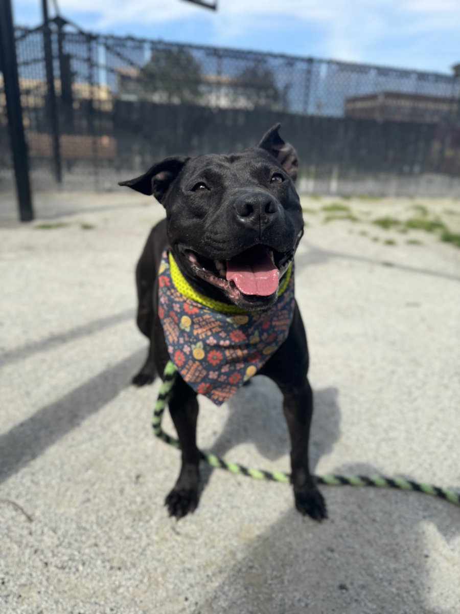 Kculli is so excited for Yappy Hour at Punch Line Philly this evening! Come out between 5-7pm to enjoy happy hour specials, meet adoptable dogs, and support our lifesaving work. 🐾 See you soon! - 🏠The Pennsylvania SPCA 📍350 E Erie Ave., Philadelphia, PA 19134 ⭐️Kennel #3079