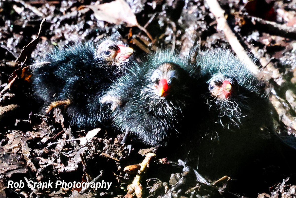 One could say cute & cuddly for these little Moorhen chicks taken yesterday for #3sDay 
#canonphotography #birdphotography #TwitterNaturePhotography #TwitterNatureCommunity #NaturePhotography