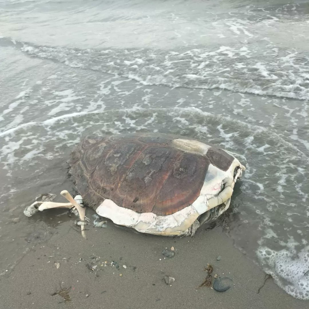 AVISO PARA EQUINAC POR TORTUGA MARINA MUERTA EN ALMERIMAR

Nos avisaba directamente la alertante, Mercedes, de la presencia de una tortuga marina muerta en Almerimar.

Era nuestra coordinadora, Eva, la que cubría el aviso.
