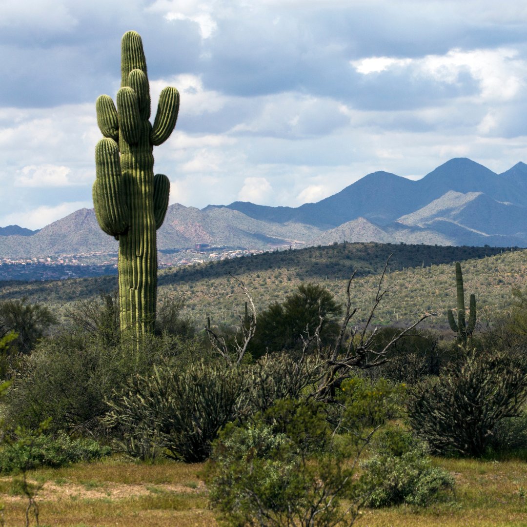 Estimates show there will be over $250 million left over from the existing McDowell Sonoran Preserve taxes after we have paid for all the Preserve land purchases and capital improvements. What does City Council plan to do with that money? Read more: bit.ly/4awDAP0