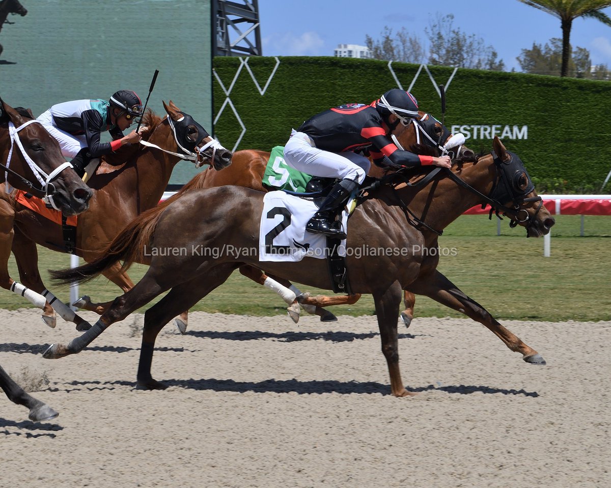 VideoHipico (@videohipico) on Twitter photo #FloridaBred Sheza Rajun Cajun gets up in time to win race 3, <a href="/LeojockeyReyes/">Leonel Reyes</a> aboard for trainer <a href="/AckerStables/">Scott D. Acker Stables</a>. #GulfstreamPark #RoyalPalmMeet
Sheza Rajun Cajun atropella a tiempo para ganar la 3.ª carrera, Leonel Reyes abordo para Scott Acker. #FloridaBred Sheza Rajun Cajun gets up in time to win race 3, <a href="/LeojockeyReyes/">Leonel Reyes</a> aboard for trainer <a href="/AckerStables/">Scott D. Acker Stables</a>. #GulfstreamPark #RoyalPalmMeet
Sheza Rajun Cajun atropella a tiempo para ganar la 3.ª carrera, Leonel Reyes abordo para Scott Acker.
