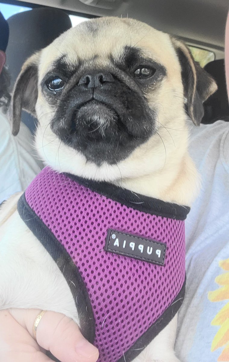 Yesterday Daphne had her checkup, shots and blood draw for her heartworm test. She didn't even flinch and they draw the blood from the neck! 
#pug #pugs #pugpartyplusone