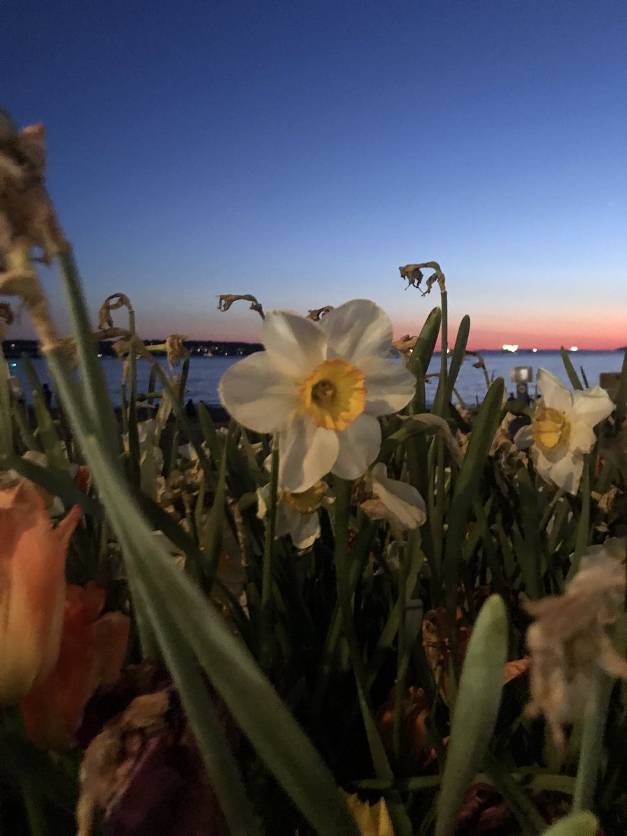 west coast sunsets in spring #BritishColumbia #SalishSea