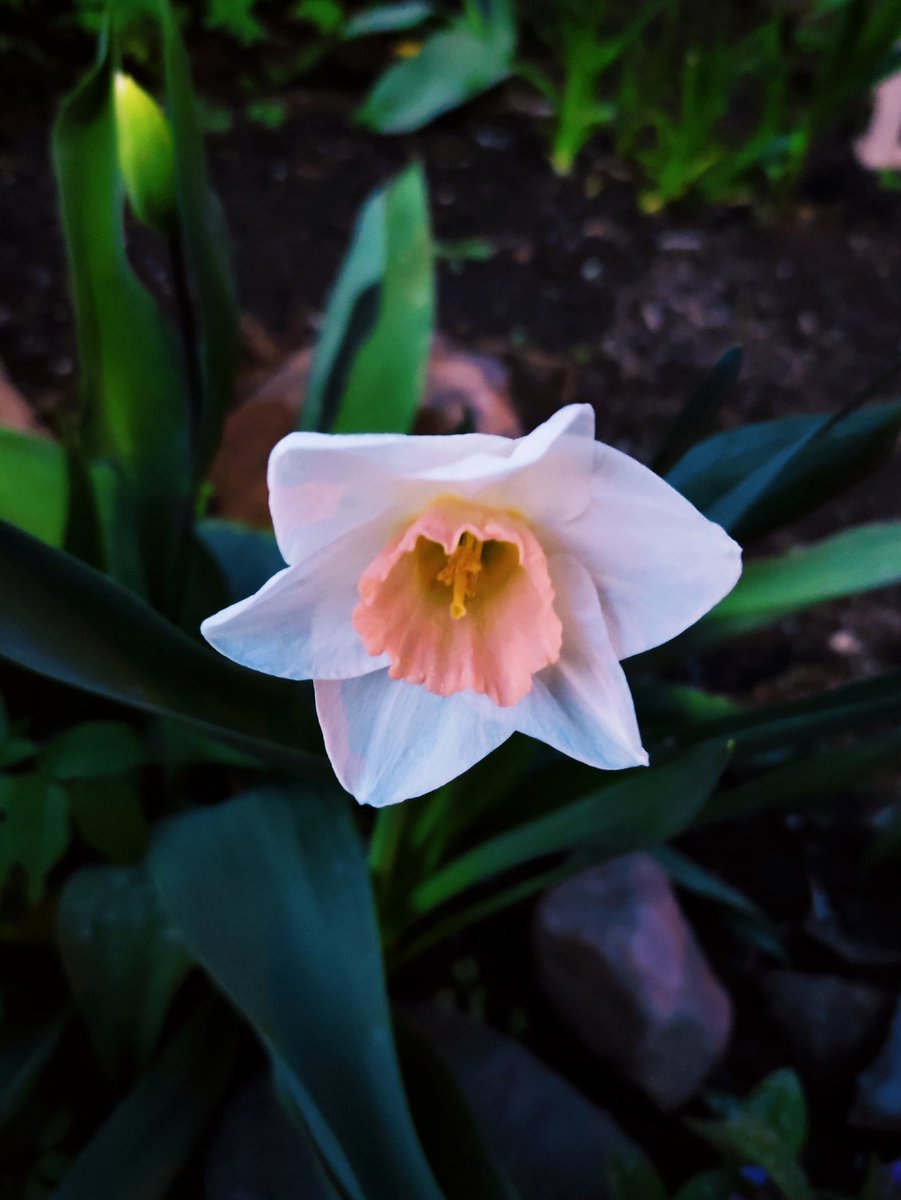 In the small garden. 
🌱🤍🧡🤍🌱
#MyPhoto 
#SpringVibes 
#Flowers
