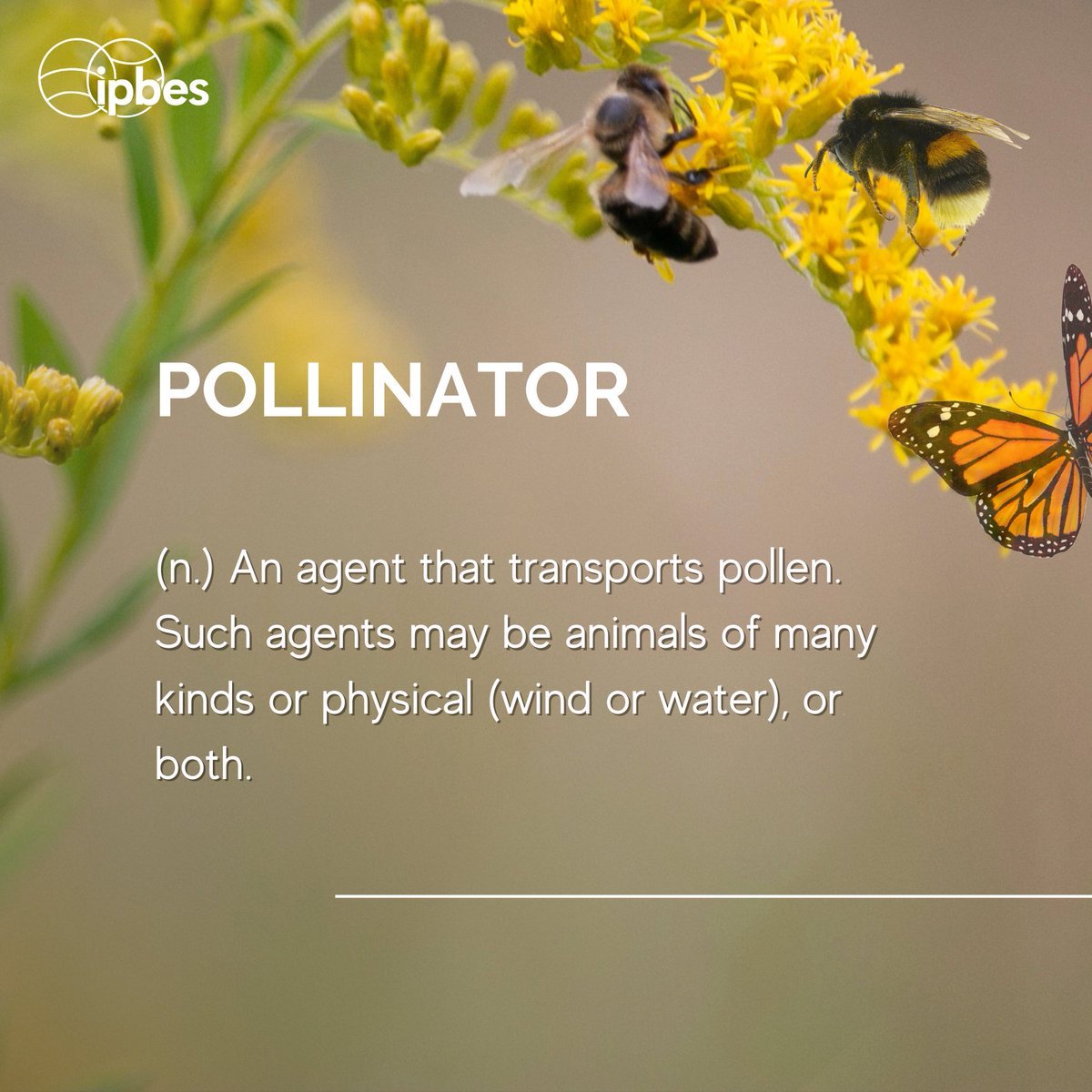 🌍 Curious about the vocabulary of nature? Explore the rich & varied language of #biodiversity!🐝
‌Even if bees are the most well-known, other animals such as hoverflies, wasps, moths, bats, butterflies & more are also #pollinators. 🦋
According to @IPBES⬇️
#ForNature