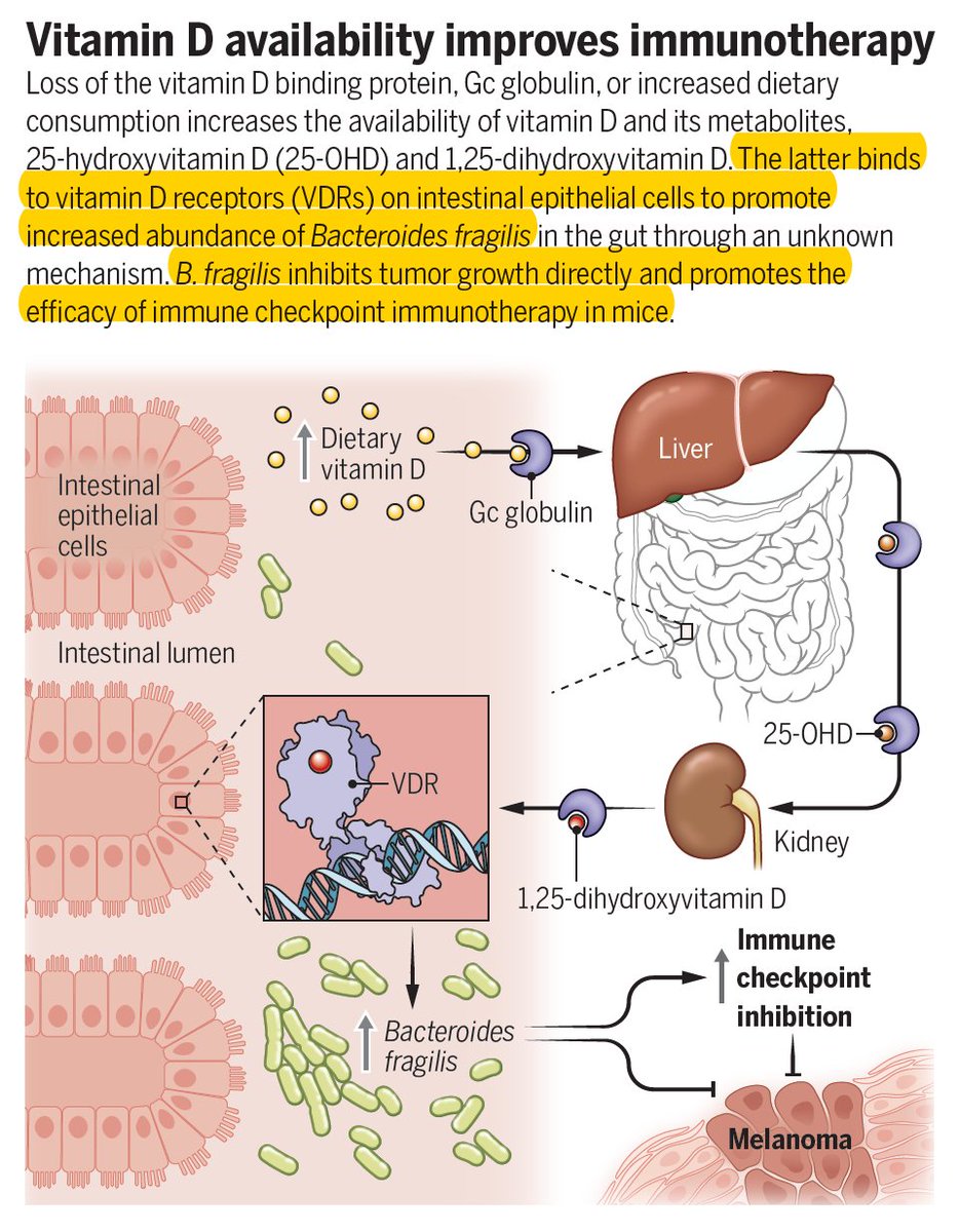 Vitamin D appears to promote the immune response to cancer and the success of immunotherapy; now a mechanism is identified involving the gut microbiome interactions
science.org/doi/10.1126/sc…
science.org/doi/10.1126/sc…
@ScienceMagazine @KathyDMcCoy @ReiseSousaLab @TheCrick