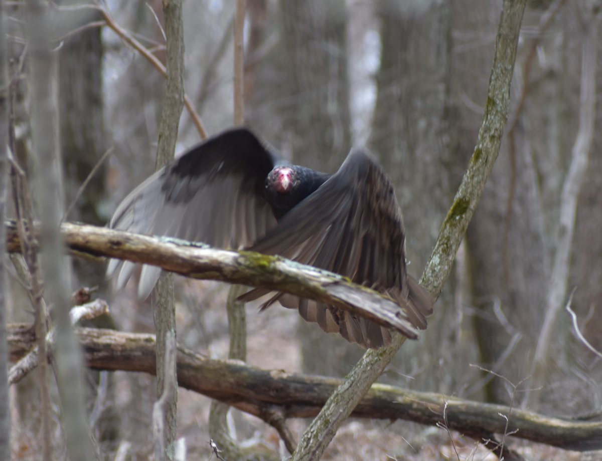 The theme is #vulture