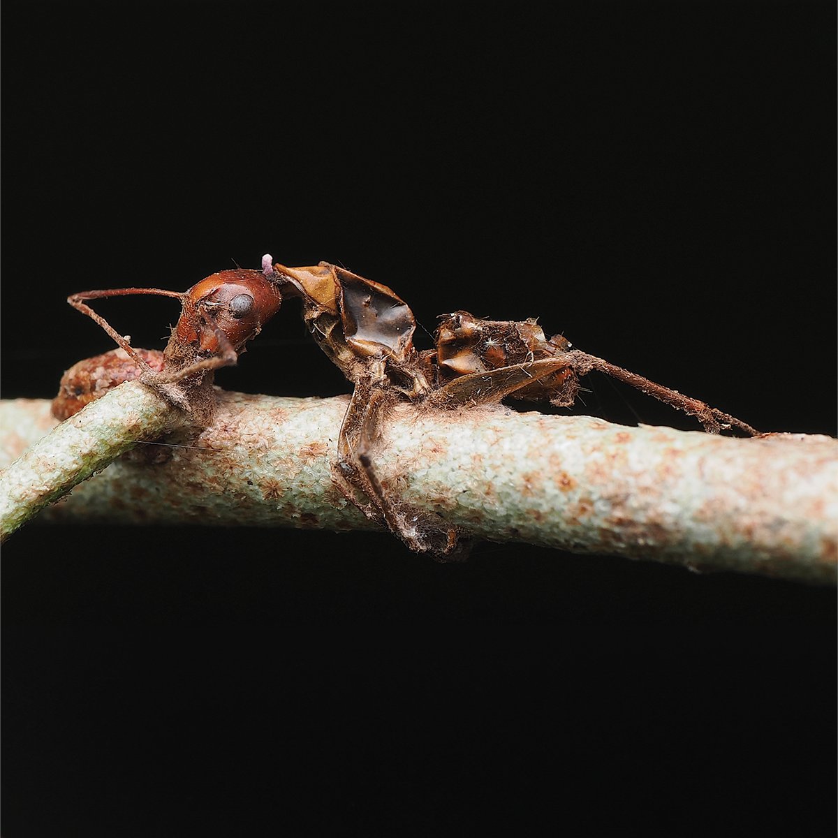 An ant infected by Ophiocordyceps fungus. Get insights into how predators, parasitoids and pathogens are used for biological control in the nursery in @TnTurfAssoc magazine > theturfzone.com/tta/?ascat=7&s…