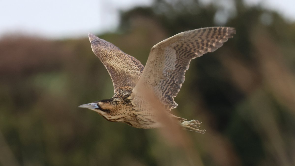 Had to go into Holt this afternoon, so popped down to @NWTCleyCentre afterwards. First up, this male Bittern appeared in the reeds behind Bishop Hide, grunting briefly before flying off towards the East Bank...