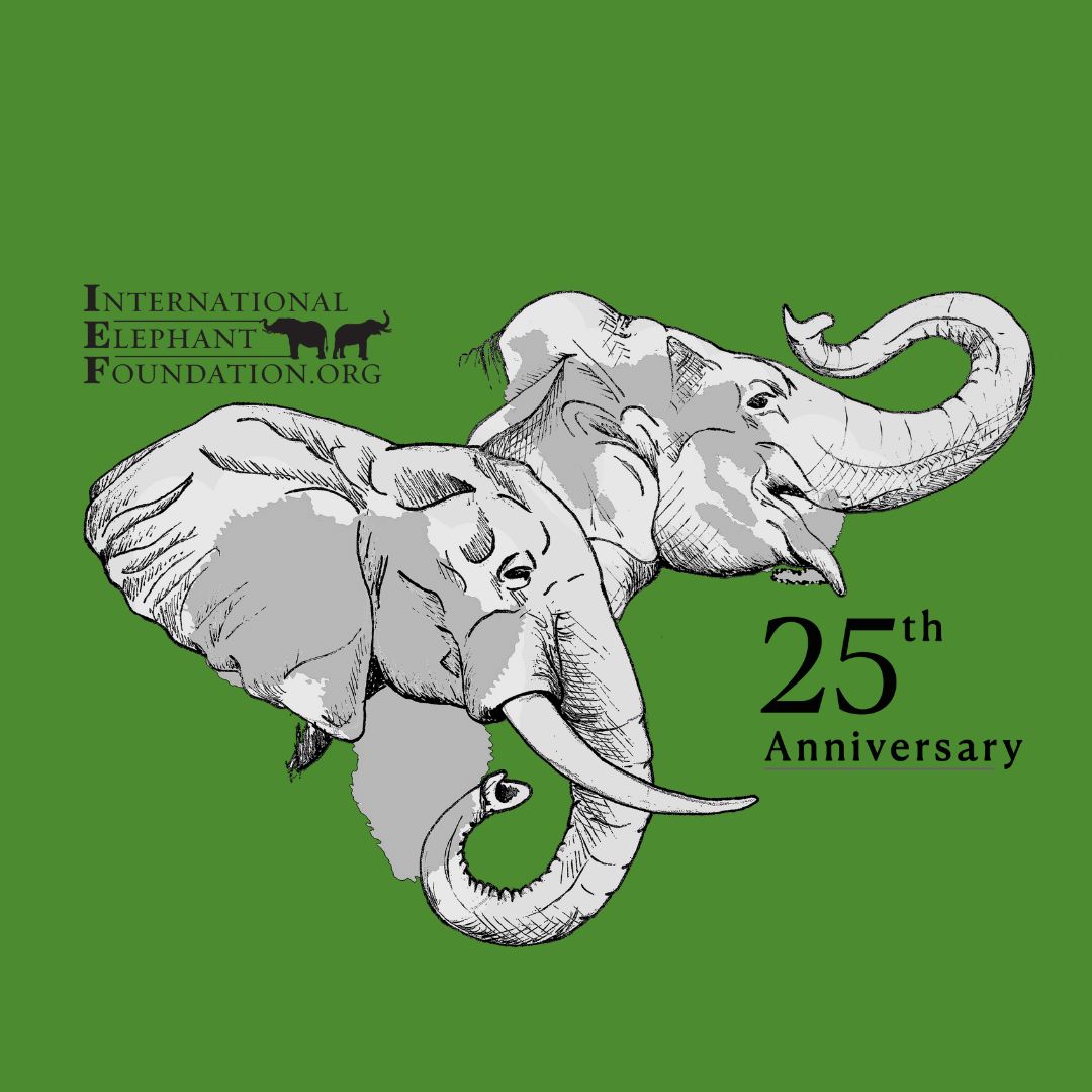 Announcing IEF's 25th Anniversary Celebration! We asked you to help get us 250 new followers by today and wow did you come through! As promised here's the surprise: this year is IEF's 25th Anniversary & this is our 25th Anniversary logo💚🐘 elephantconservation.org/ief-25th-anniv…