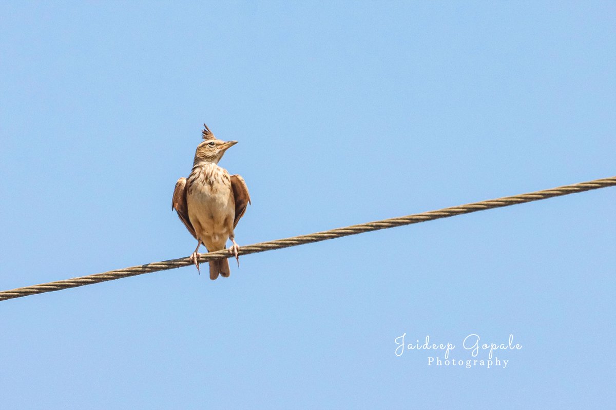 Sykes's lark #birdnames #birdoj #365DaysWild #birdphotography #indianbirds #birdsofindia #NatureBeauty #IndiAves #NaturePhotography @wildlifetoursug @Wildphoto4all @southdevonbird @Wildlife_Photo @WildIndia1 @cwsindia @birdnames_en