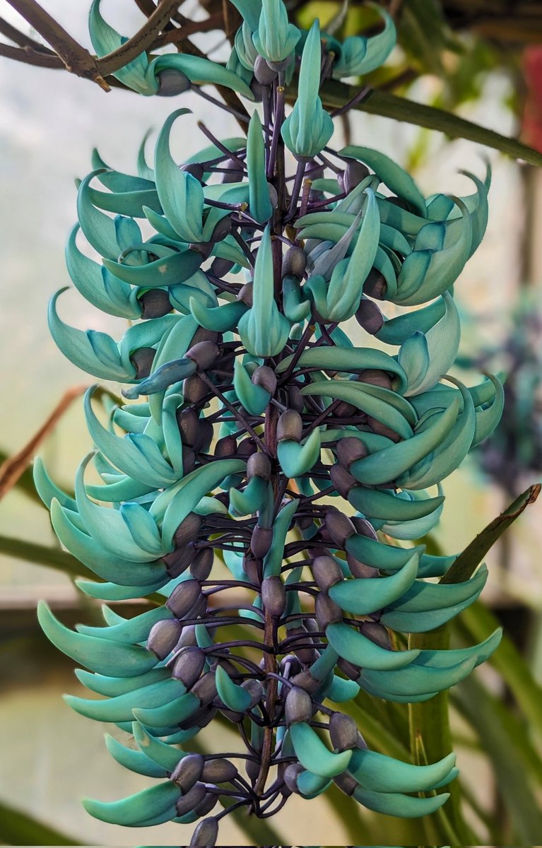 If you don't believe in magic, come see our jade vine.