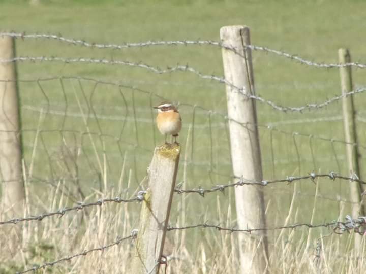 On the way back home this afternoon from Upton Warren Nature Reserve, Wheatear and Whinchat at Earlswood Craft Centre, thank you to everyone who messaged me, no photos but here is one of a Whinchat taken on this date in Springbrook Lane 3 years ago,