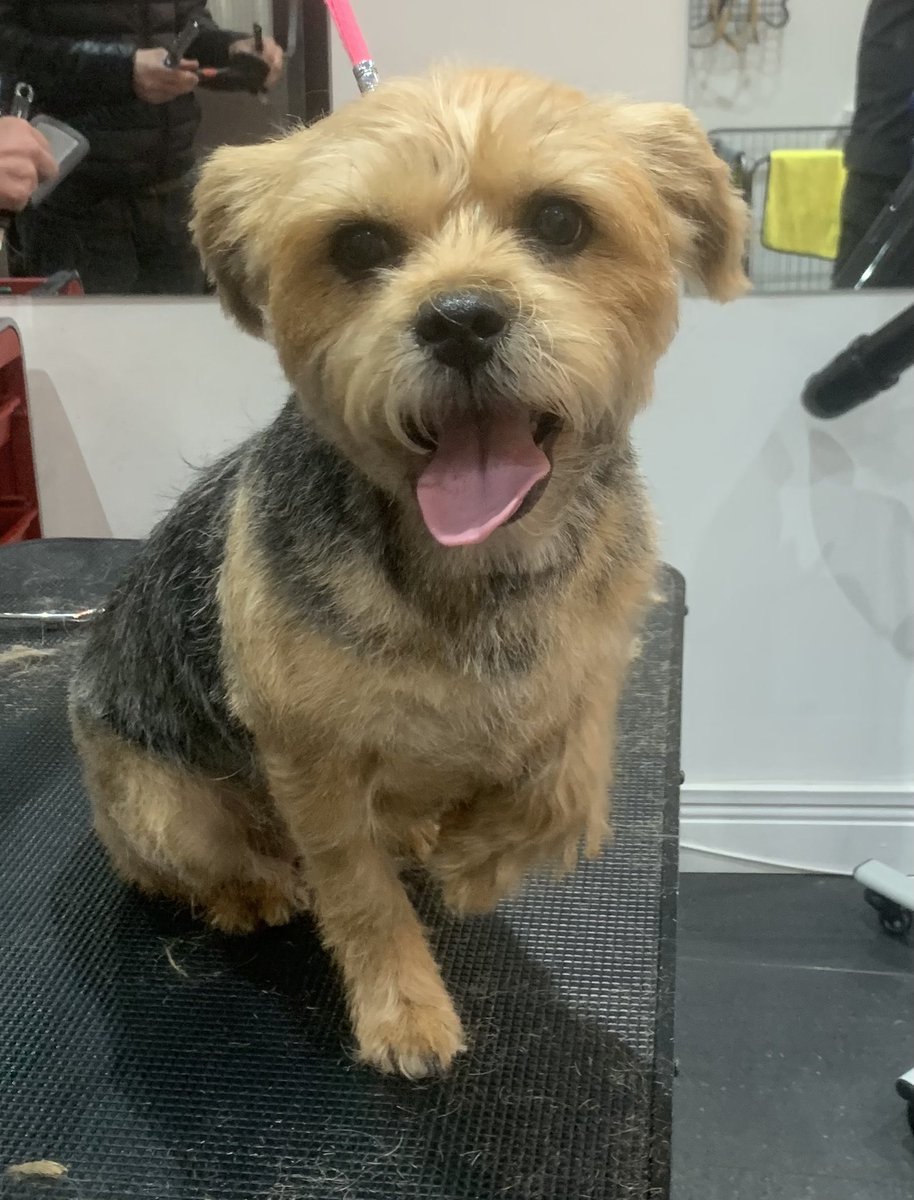 We love dogs tottenham ltd 42 Lordship Lane N17 8NS #londondogs #crouchend #allypallydogs #holloway  #finsburypark #manorhouse #hornsey #muswellhill #boundsgreen #southgate #hackney #chingford #dalston #tottenham #doggrooming #catgroomingnorthlondon