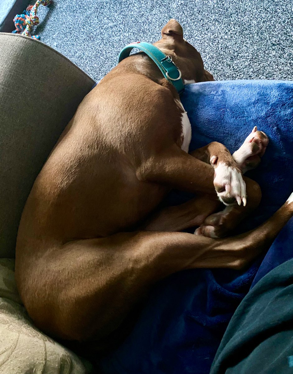 Dear Mum and Dad, I’m sorry but you just need a bigger sofa!! Sorry! But it is what it is! My handsome self deserves to comfort 🤣🤣 #staffy #staffie #dogs #dogslife