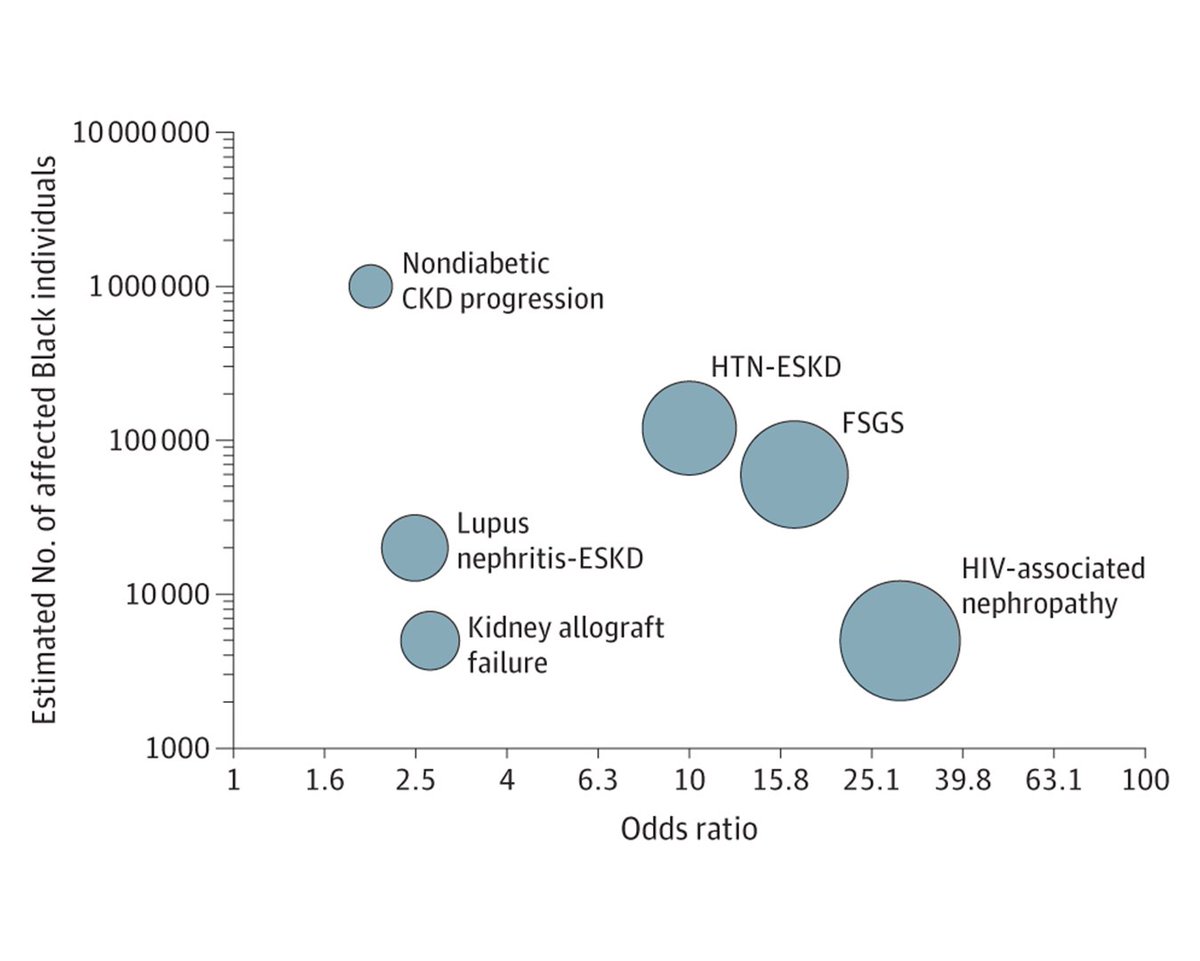 JAMA Insights reviews the origin of APOL1 high-risk genetic variants, defines APOL1-mediated kidney disease, and discusses recommendations for screening and management. ja.ma/3vX9eq0