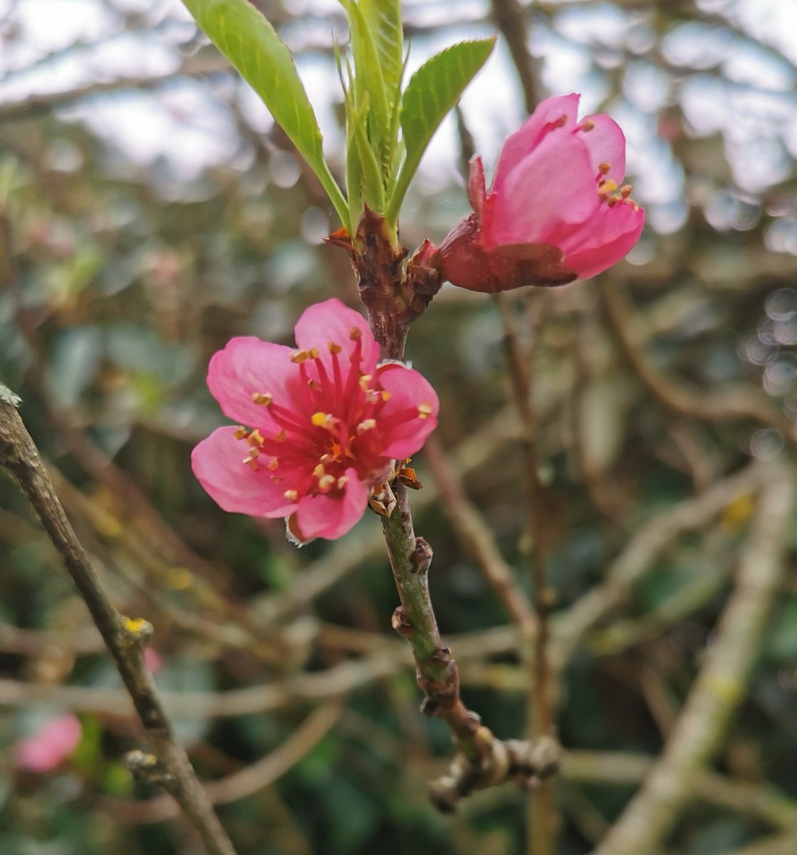 Le printemps se fait désirer.
Le présent ? C'est l'essentiel 💖 🎁
#citation ☮️ 💎 ☯️ 🕊️ ☀️