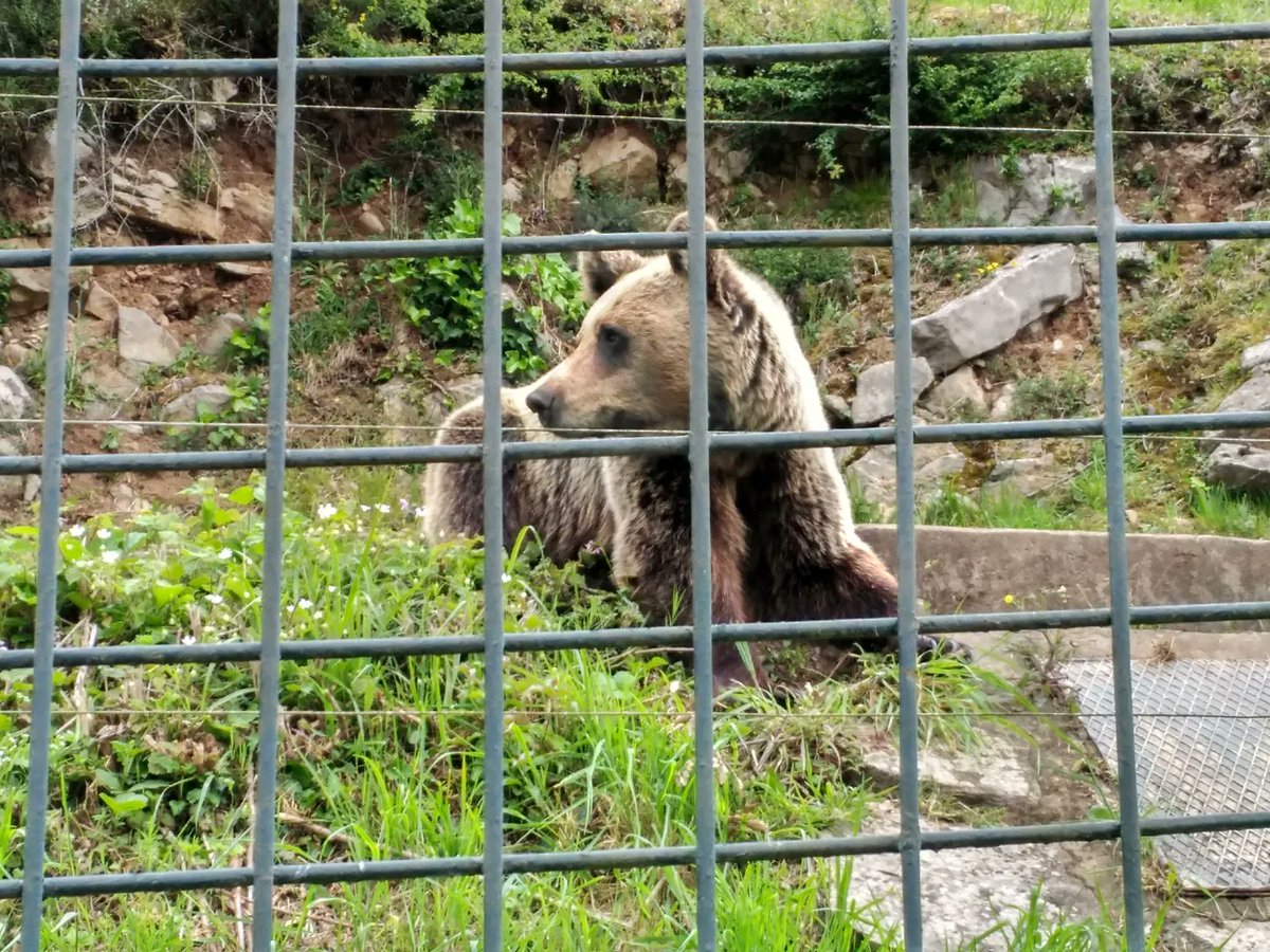 tripodedeviaje's tweet photo. La Senda del Oso es una vía verde que discurre por Asturias. Se puede recorrer en bici o andando y destaca principalmente porque podemos ver osos pardos. Los osos están cercados por vallas aunque hay un mirador habilitado para verlos. https://t.co/HpjoXqaLB4