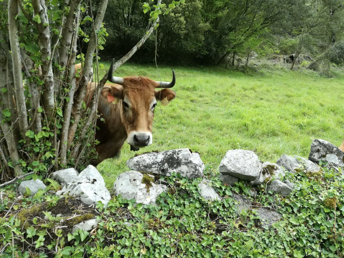 tripodedeviaje's tweet photo. La Senda del Oso es una vía verde que discurre por Asturias. Se puede recorrer en bici o andando y destaca principalmente porque podemos ver osos pardos. Los osos están cercados por vallas aunque hay un mirador habilitado para verlos. https://t.co/HpjoXqaLB4