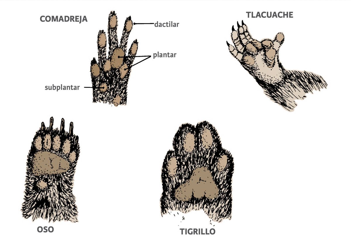 Descripción de huellas, especies de mamíferos que habitan en México como venados, roedores, conejos, felinos, osos, bisontes, y en dónde podemos verlos, son algunos datos que conocerás en el 'Manual para el rastreo de mamíferos silvestres de México' bit.ly/RastreoMamifer…