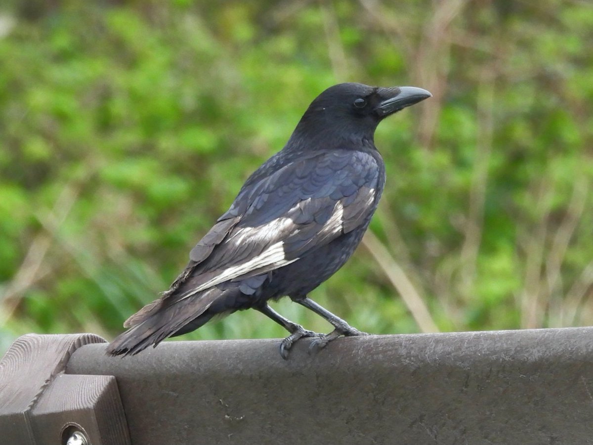 1 of my local Crows this morning starting to show white again almost full wings covered