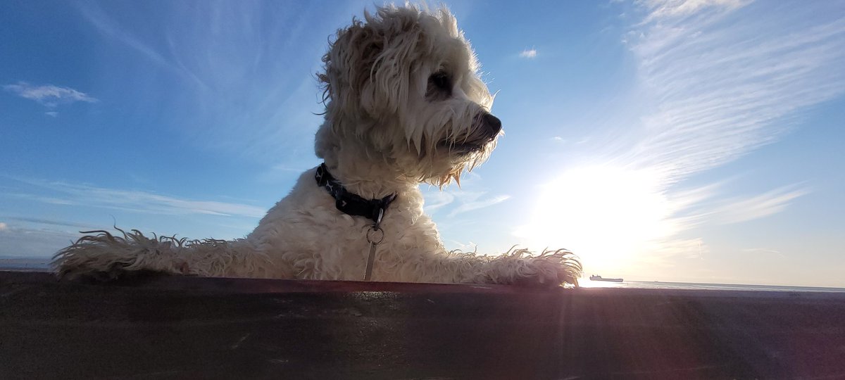SteveMulville's tweet photo. Deceptively cold tonight on our #sunsetboulevard π walk along Crosby Coastal Park.
Some nice #Cirrus clouds out over Liverpool Bay...
What a waste of a month of Spring April has been..π€
#verybritishweather https://t.co/eo60YPRrj4