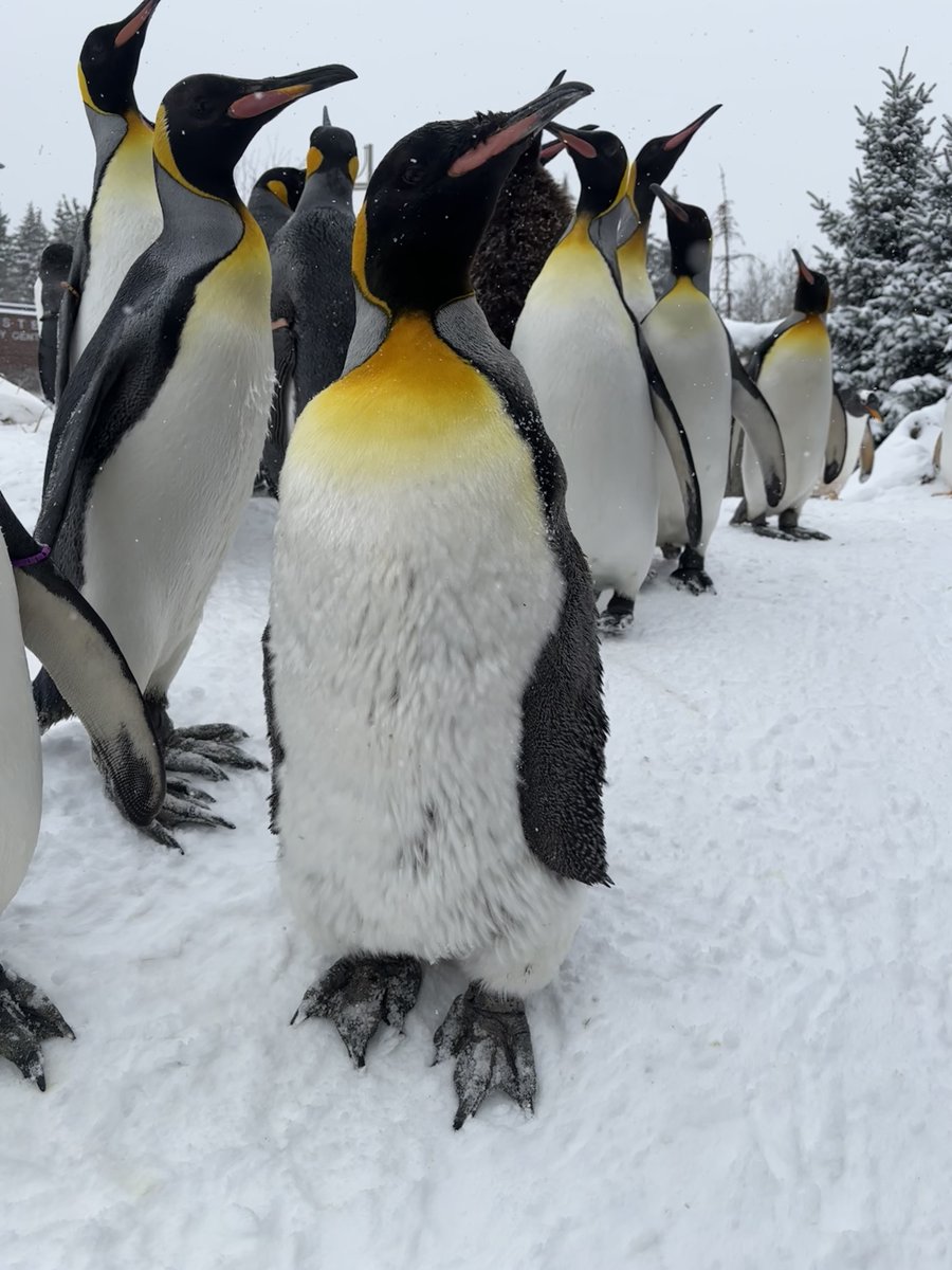 King penguin ‘Henri’ is turning 26 today! 🥳 Henri is looking rather shaggy - that's because it's moulting season! 👏 Our adult king penguins are in their catastrophic moult, an annual process where they lose all their waterproof feathers and grow new ones. 🐧 #YourZooYYC