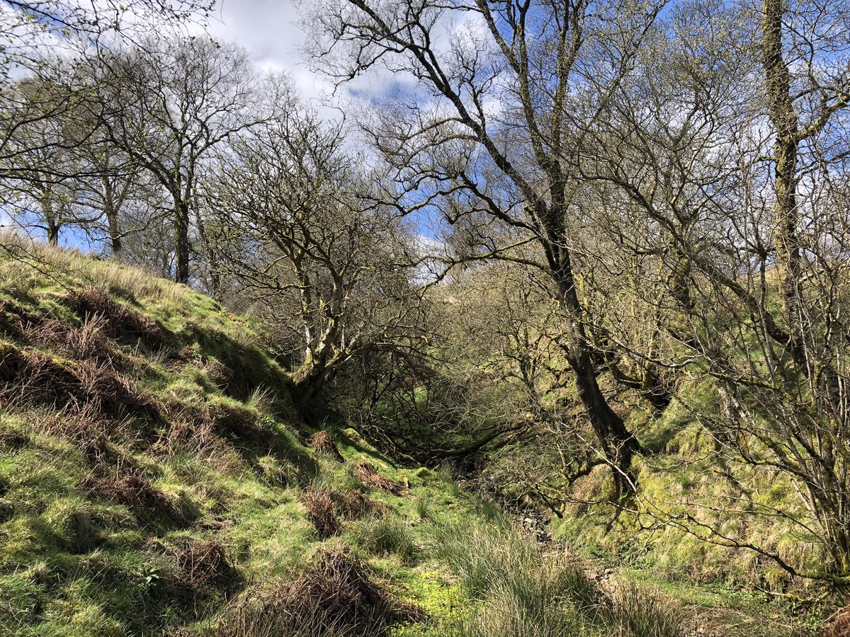 Delighted to be working with @bordersforesttrust to investigate the age and history of Dairy Wood at their Corehead & Ericstane site near Moffat. The results will inform BFT’s conservation and outreach work here. 
#woodlandhistory #woodpasture #dendrochronology #scotland