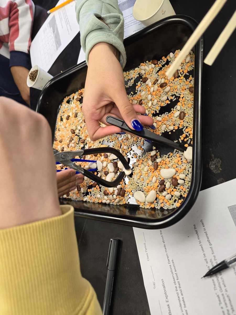 Learning about natural selection by exploring variation in bird beaks!
#pantherproud