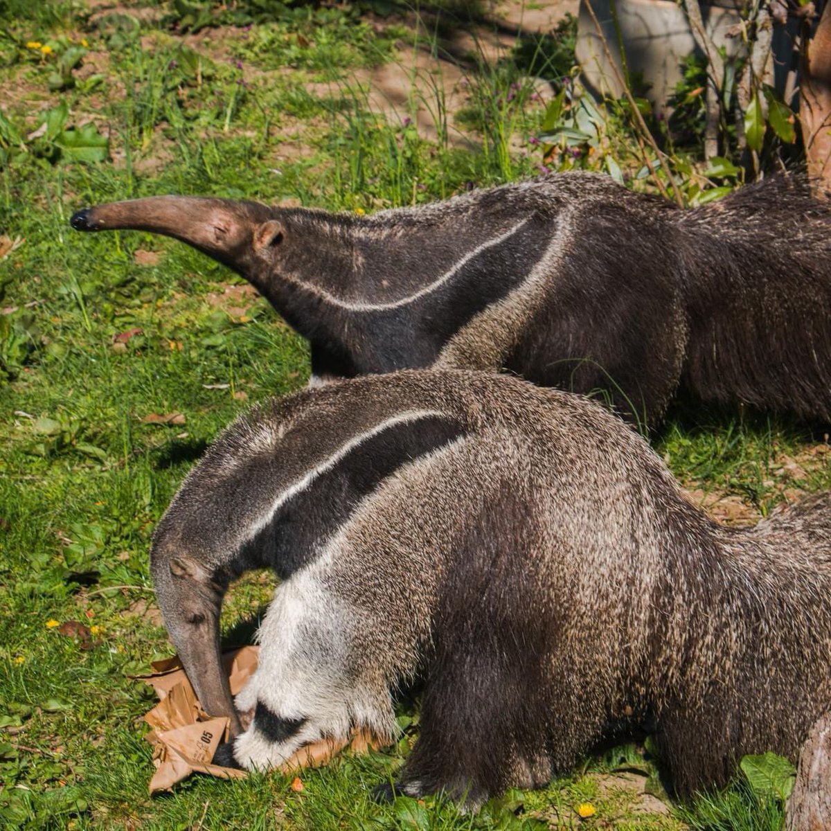 Happy 13th birthday to Mochila the magnificent giant anteater!! 🎉🥳🎈