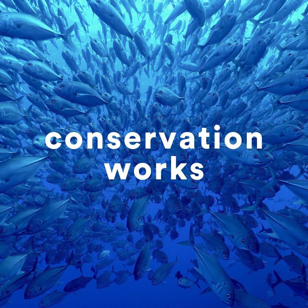 🧵(1/4) Exciting news! A first-of-its-kind study led by Re:wild, @iucn, @dice_kent, and @oxford_uni, published in @sciencemagazine, reveals conservation efforts are effective at slowing biodiversity loss. 🌿 rewild.org/conservation-w… #ConservationWorks #Biodiversity