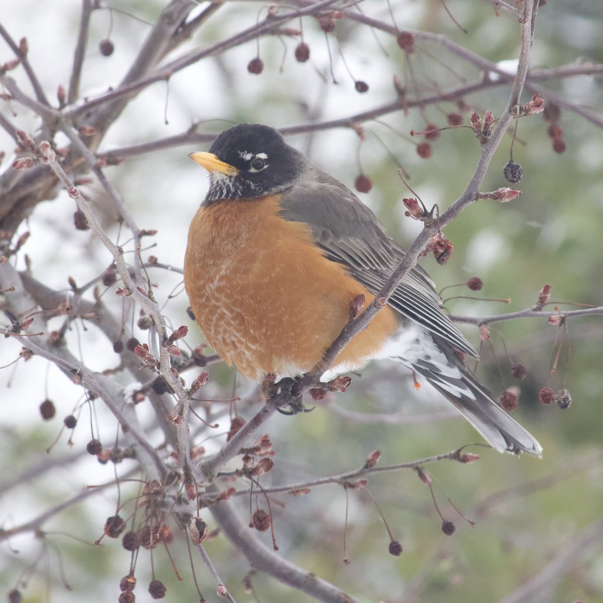 NatureEnjoyer_'s tweet photo. A round robin from last month. Robins are the largest member of the Thrush family in NA! #ThrushThursday https://t.co/D6kGuYZCi1