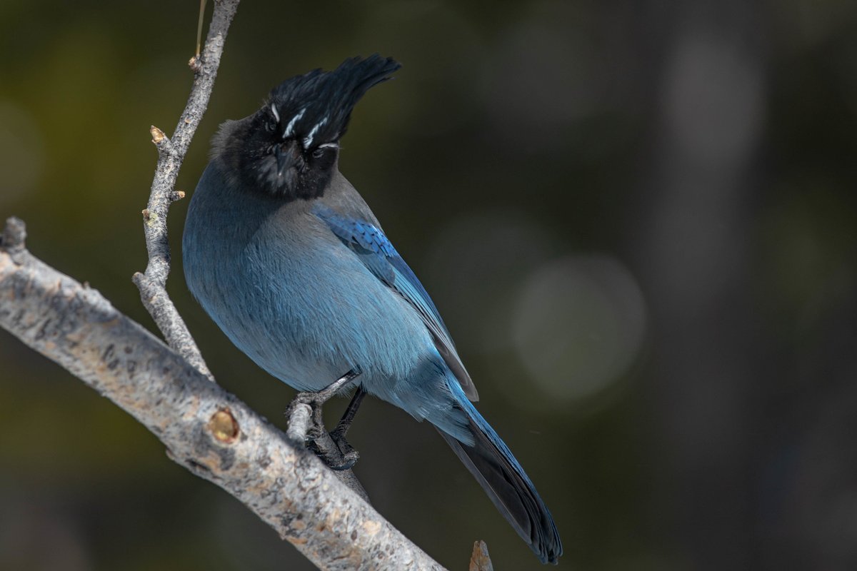 This Steller's jay does not approve of feeding wildlife. Feeding wildlife is a bad idea. It can lead to conflict (injury or death), is not part of a healthy wildlife diet, and might expose them (or your furry family members) to disease or parasites. 📸: Adrian Medellin/USFWS