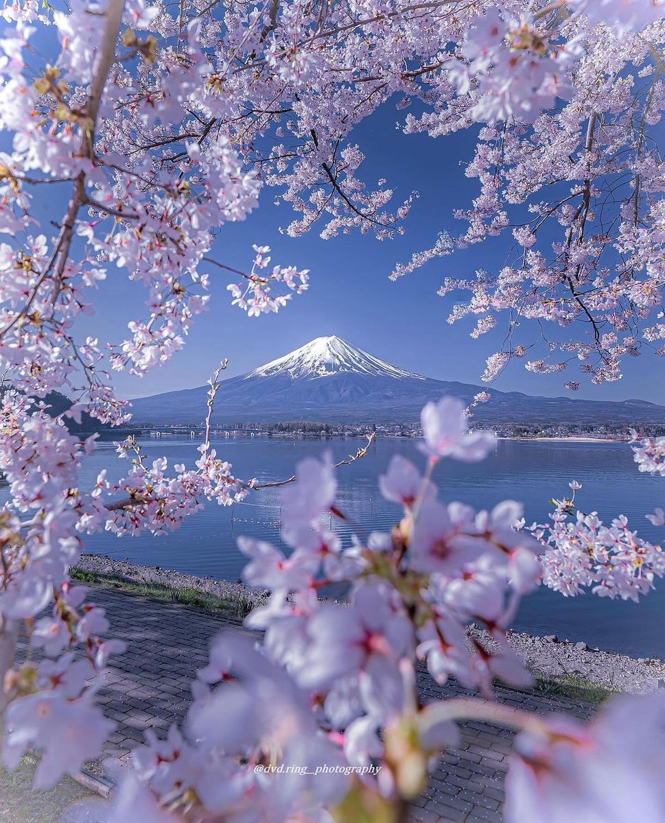 The beautiful 11 cherry blossoms destinations you haven’t seen before - a thread🧵👇 1. Yamanashi near Mount Fuji, Japan🌸