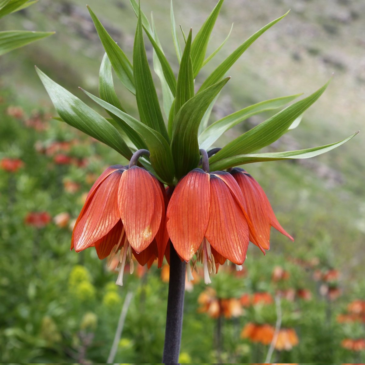 🌷Muş'ta açan “ters” laleler. ❗️Endemik tür olan bu çiçeği koparmanın cezası 244.000 ₺