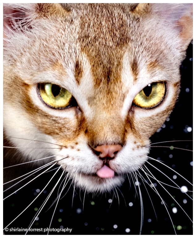 Gallery of @Supremecatshow #Manchester & #Gwynedd  Championship Show...  

facebook.com/media/set/?van…

@UKNikon @NikonEurope @GettyImages
#GCCF #catshow #cat #catportrait #catphotography #MaineCoon #Singapura #pedigree #bestinshow #neko #gato #nikonz8 #Nikon #cute