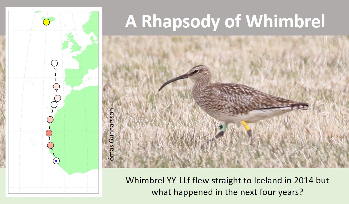 @barrabirder Winds have been against migrating flocks of Whimbrel for most of the journey from West Africa. Not surprised some need to refuel. #Whimbrel and winds blog (with apologies to 'Queen'): wadertales.wordpress.com/2020/06/04/a-r… #ornithology