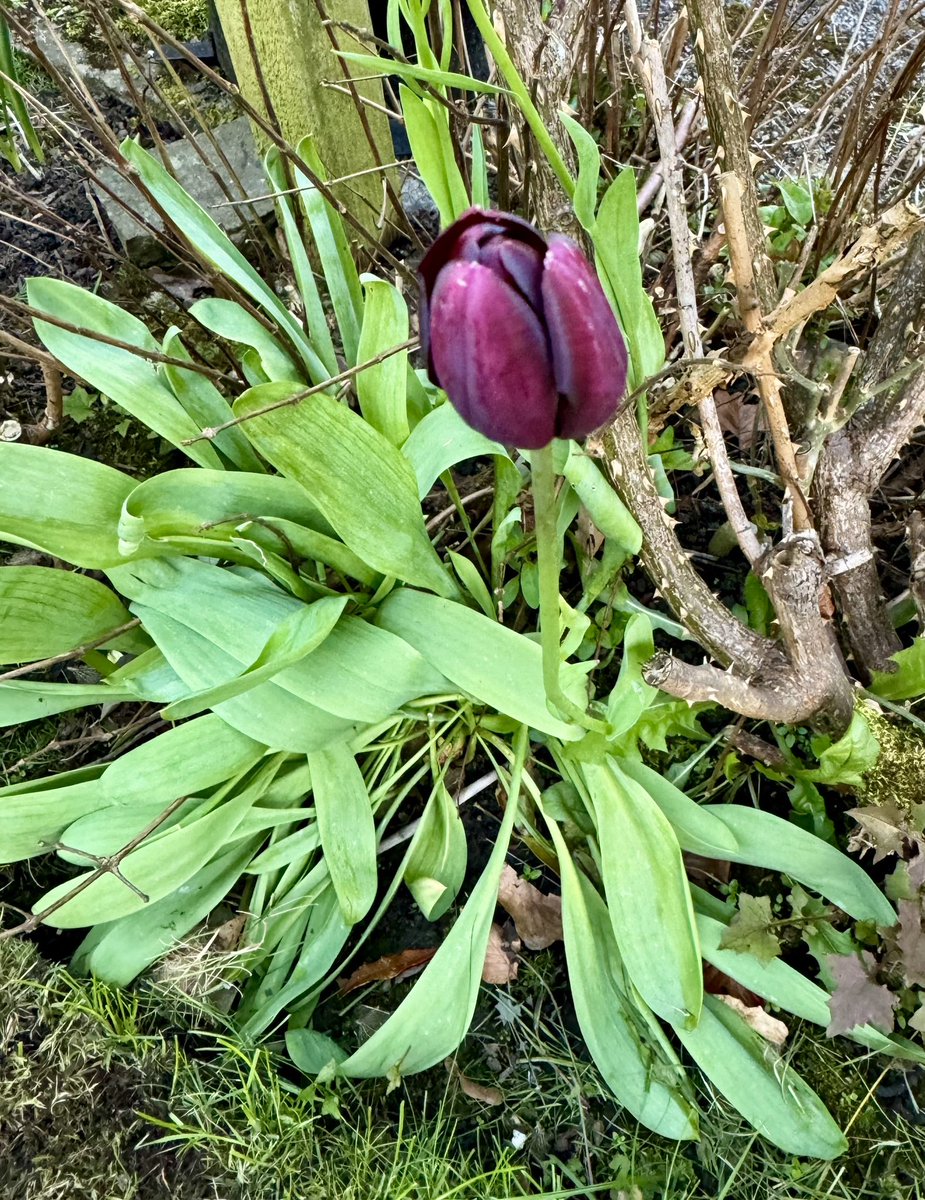 Tulips starting to emerge