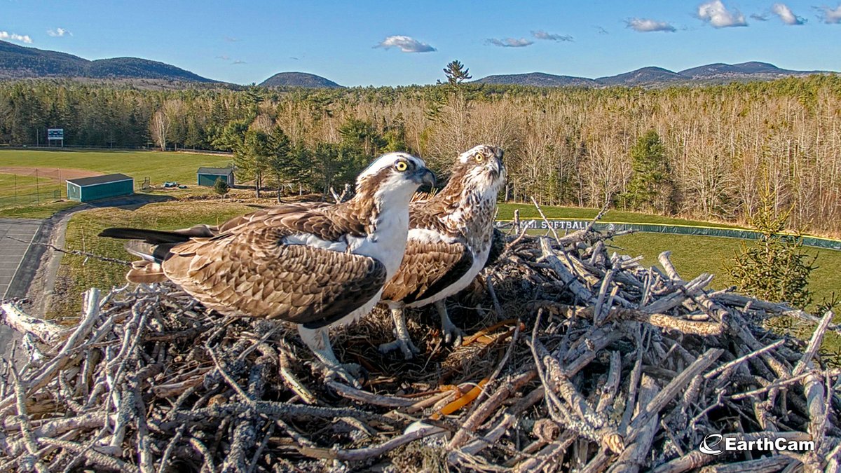 Welcome to Bar Harbor! EarthCam and Mount Desert Island High School have partnered to bring you live views of an Osprey nest in Bar Harbor, Maine. Get a bird's-eye view into the lives of these birds of prey. Watch live: bit.ly/4aMsQMp