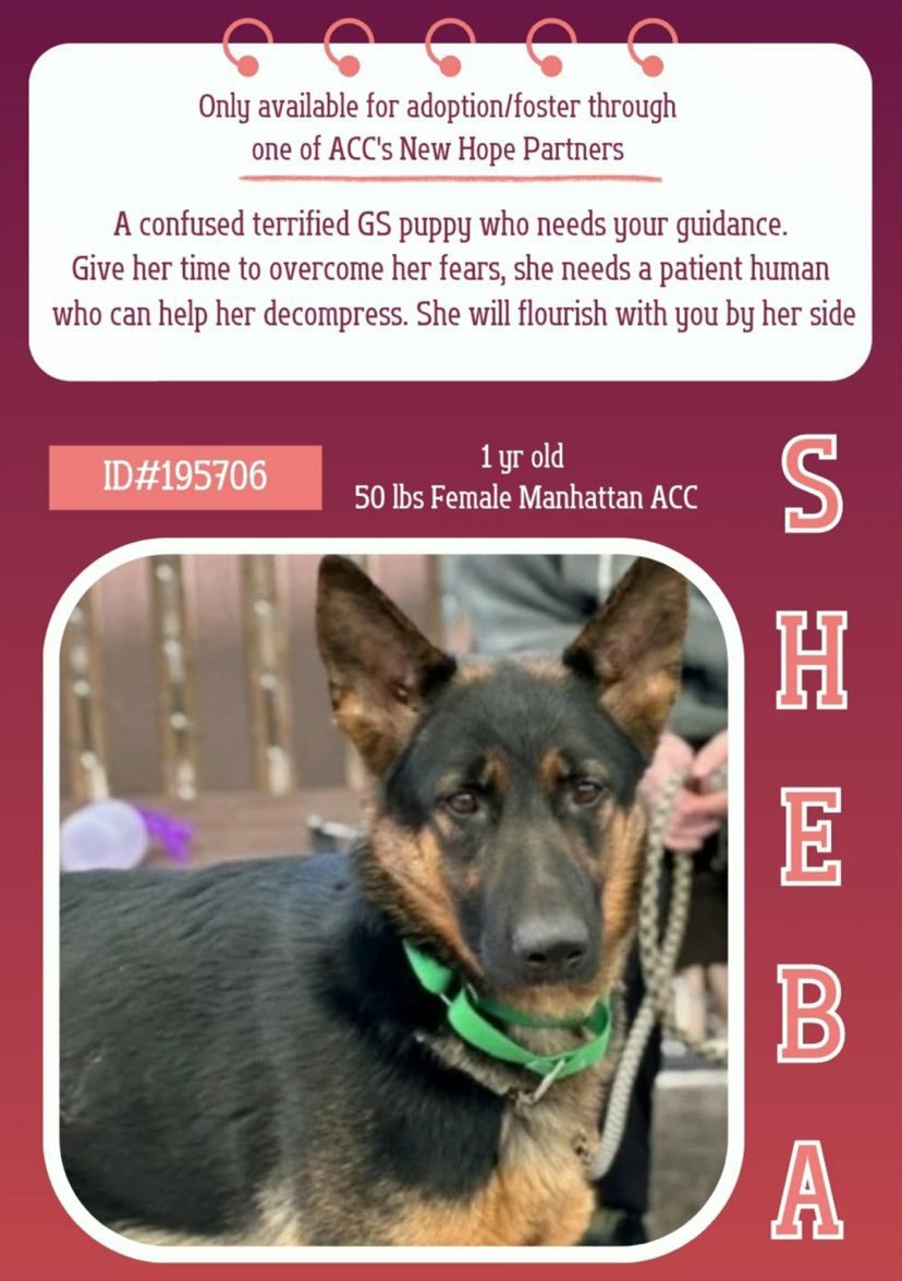 🎉 More Happy news SHEBA😍 has been Reserved 🎉 Big thank you to everyone who helped this precious girl 🙏🐾❤ Please wait for notification off @TAPNYACC or Pulling rescue before honoring pledges Thank you 🤗🙏🐕