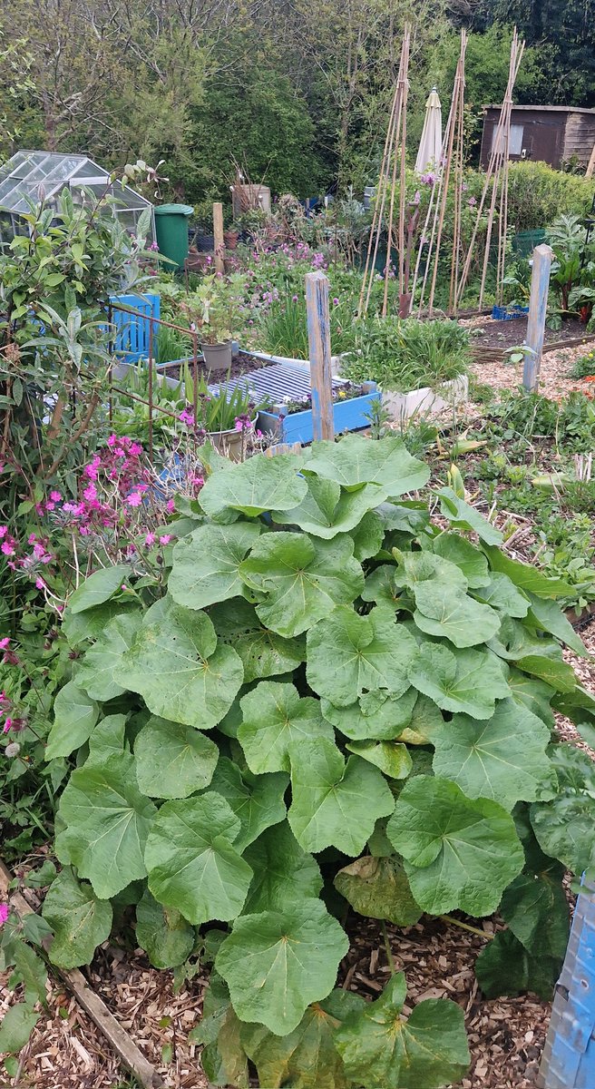 I can't wait for my hollyhocks to make a comeback because they'll be back with a bang! 😍🤩 Just look at this beast 😍 Grown from seed by meeee ☺️