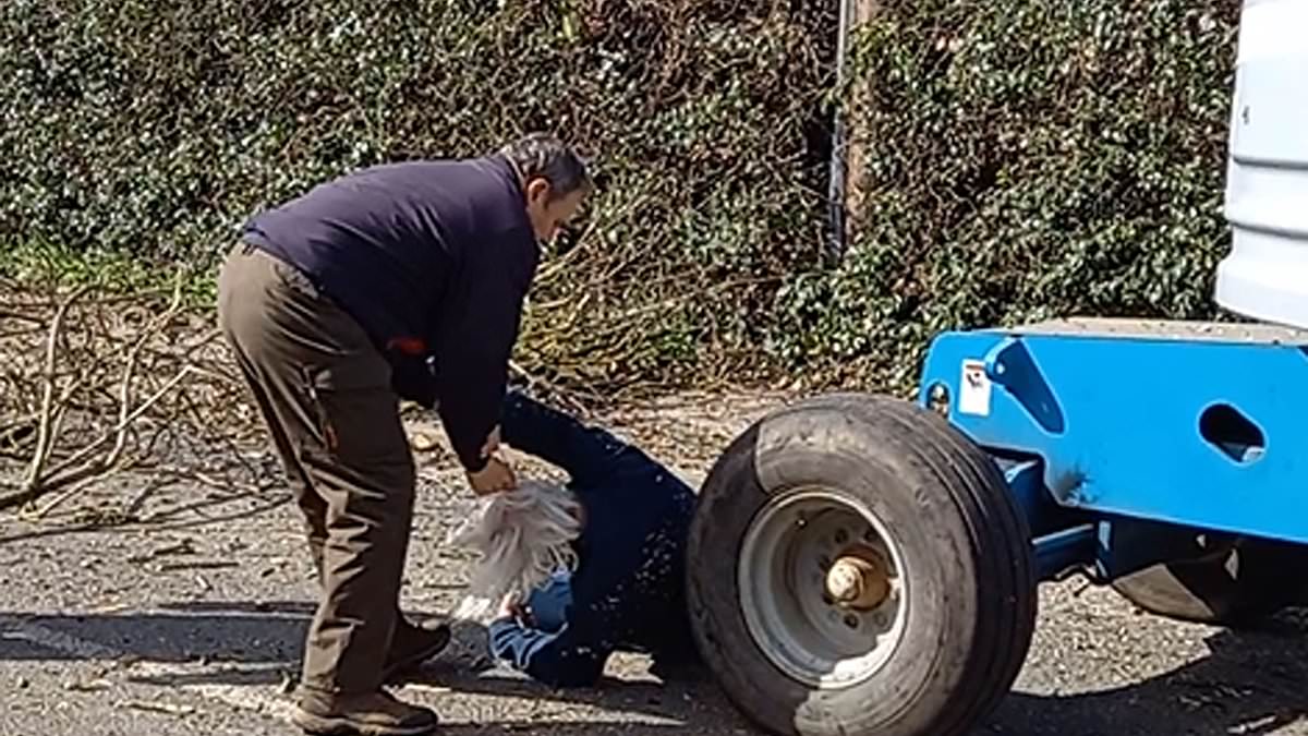 Astonishing moment 'out of control' tree surgeon drags parish councillor by the hair after 'throwing him to the floor in a headlock' in furious row over birds' nests in quiet village trib.al/2g2BGSE