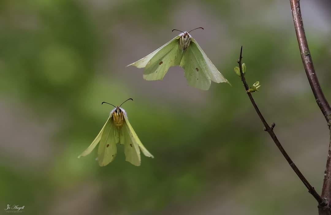 Male & female brimstones @CanonUKandIE @BBCSpringwatch @scenesfromMK #scenesfrommk #Buckinghamshire @TheParksTrust #theparkstrust #butterflies