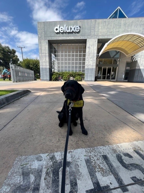 To celebrate #InternationalGuideDogDay, we had Rilo, Deluxe's sponsored puppy in training for Guide Dogs of America (and everyone's favorite co-worker 😉) onsite at the office yesterday!