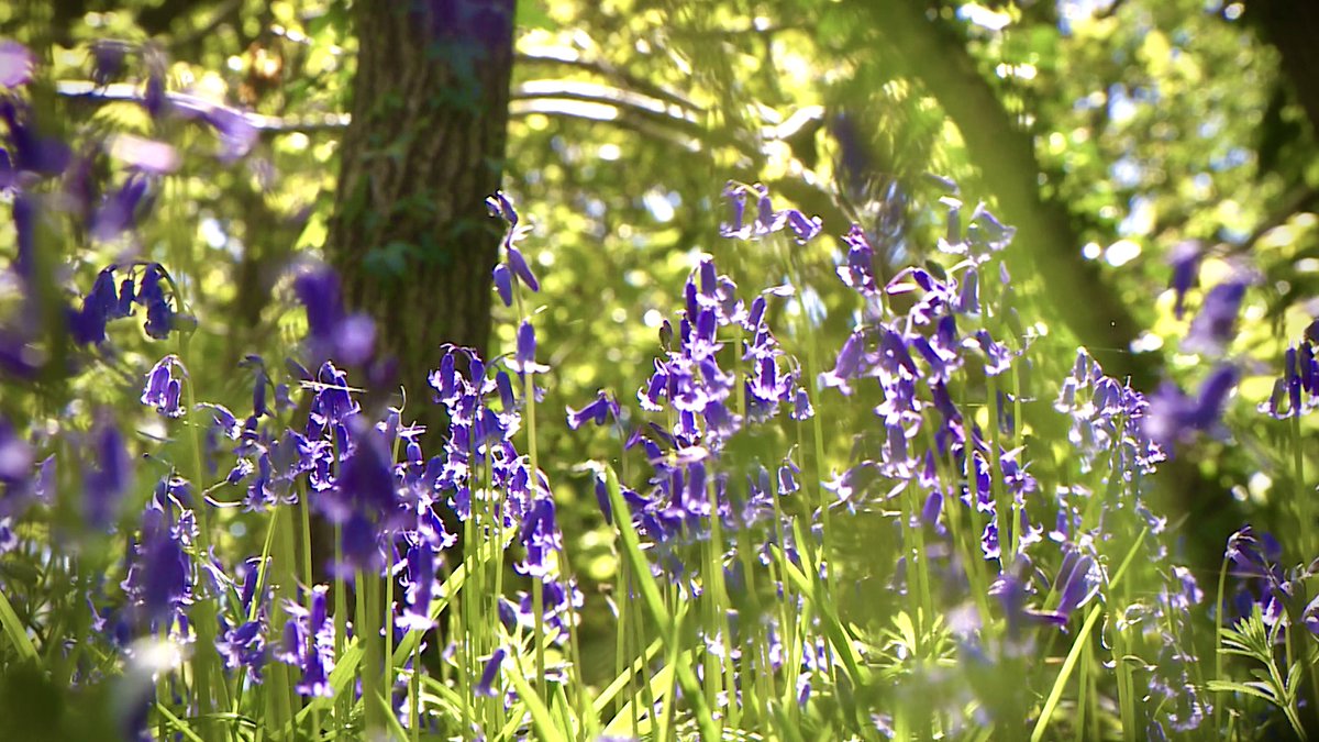 Filming  Bluebells yesterday in @greenfieldvally  
#NWalesHour