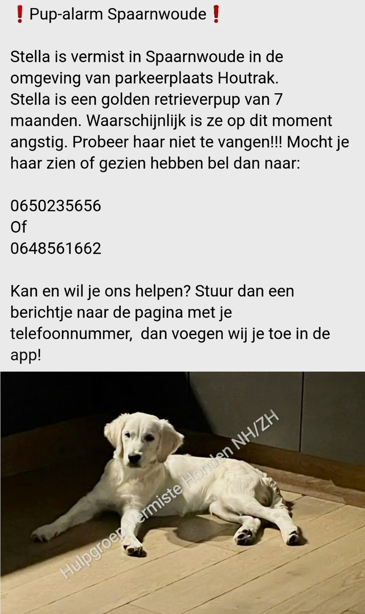 Wie woont en wandelt daar in de buurt? Stella wordt vermist  #Spaarnwoude #Help #RT