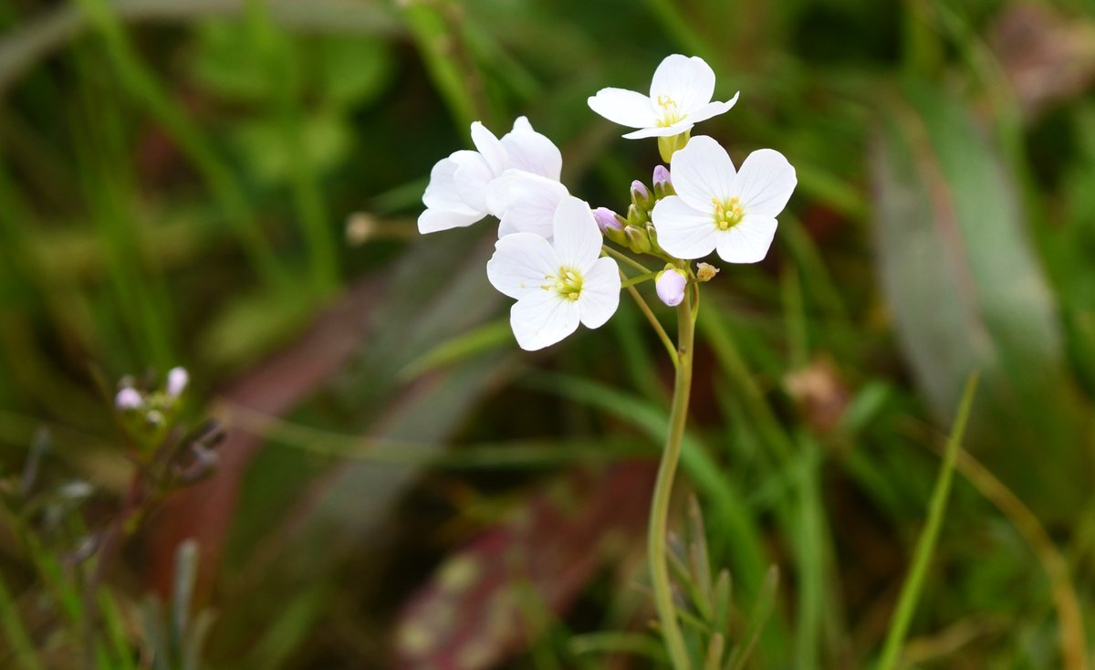 Cuckooflower